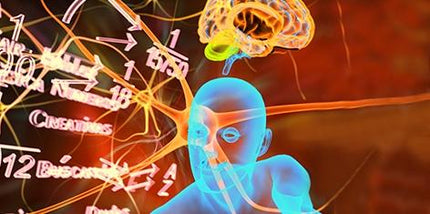 Brain-Boosting Stack: Alpha GPC & Uridine