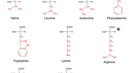 EAAs vs. BCAAs: Which Amino Acid Supplement Is Best for Your Health, Energy, and Muscles
