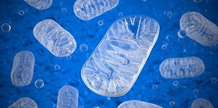 MitoTrax™ Bio-Enhanced Mitochondria Support Supplement