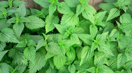 Benefits of Nettles - How The Stinging Nettle Can Provide Benefits, and How Best to Use