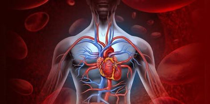 Policosanol Supplement - Premium 20mg Capsules for Cardiovascular Support